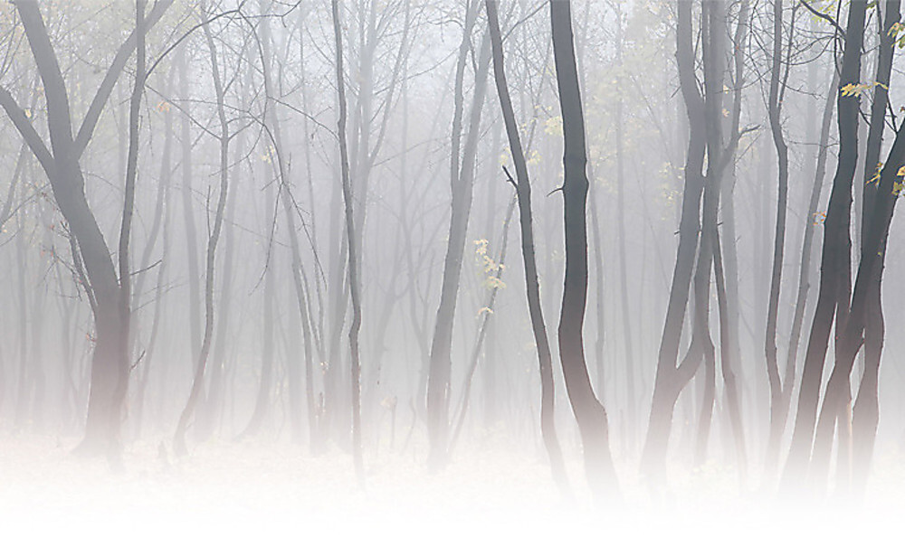 Туман, лес в тумане