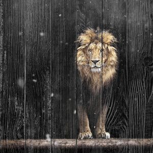 Портрет красивой Лев, Лев в темноте и снег