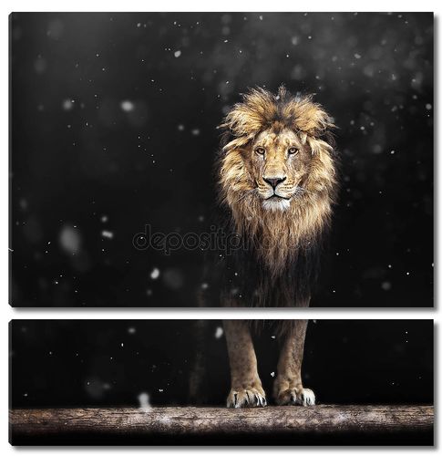 Портрет красивой Лев, Лев в темноте и снег