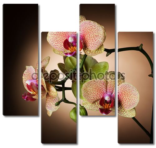 Фантастическая орхидея