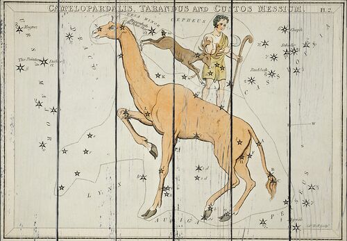 Астрономическая карта Жирафа, Тарандус и Стража