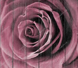 Бордовая роза крупным планом