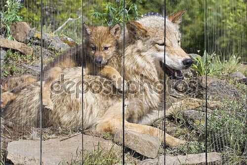 Волчонок с мамой