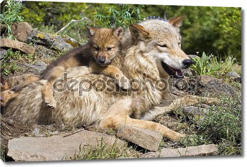 Волчонок с мамой