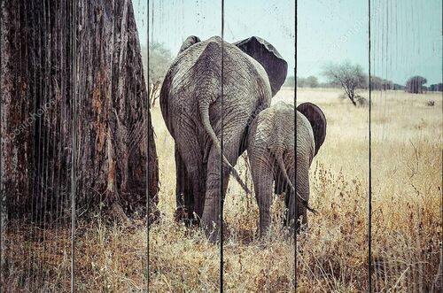 Мать и слоненок