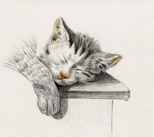 Набросок спящей кошки