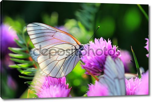 Белая бабочка на зубок чеснока цветы