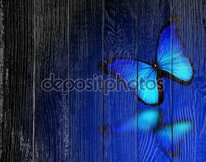 Бабочка Морфо синий на синем фоне