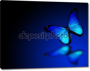Бабочка Морфо синий на синем фоне