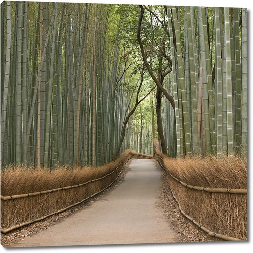 Роща бамбука в Японии