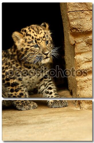 Удивительный ребенок леопард