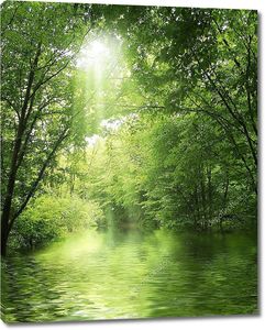 Озерцо в зеленом лесу