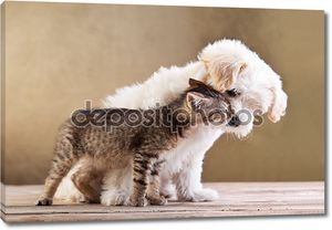 Друзья - собаки и кошки вместе