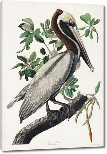 Коричневый пеликан