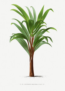 Иллюстрация XXI к атласу Пальмовые деревья сделанная Дентергемом