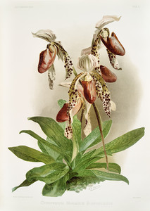 Из коллекции орхидей Райхенбахии XVIII