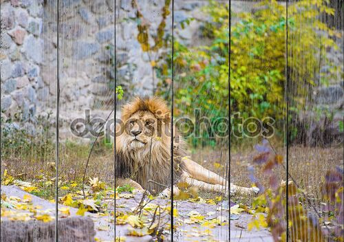 Лев в зоопарке