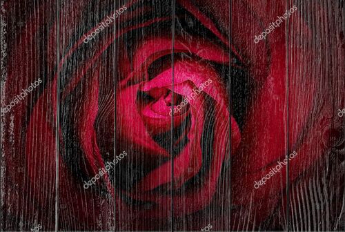 Темная бордовая роза