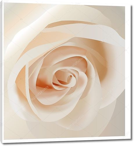 Белая  нежная роза крупным планом