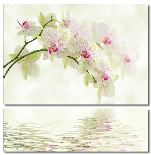 Белая Орхидея на светлом фоне