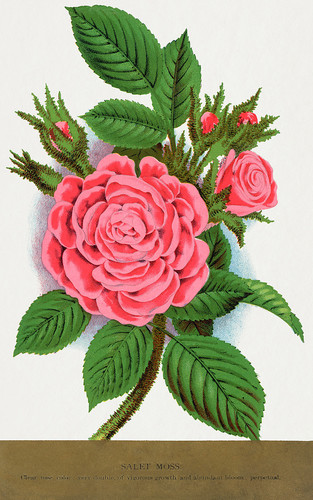 Бутон розы - иллюстрация из Ботанической Энциклопедии