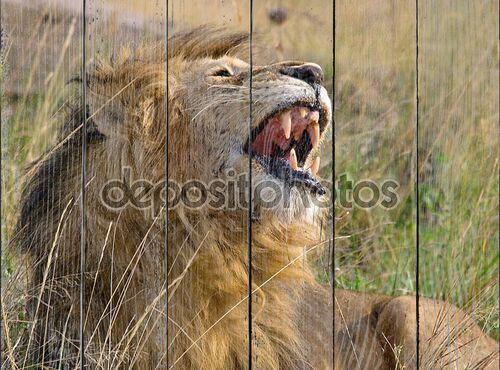 Царь животных лев
