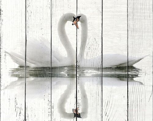 Лебеди на озере и их отражение