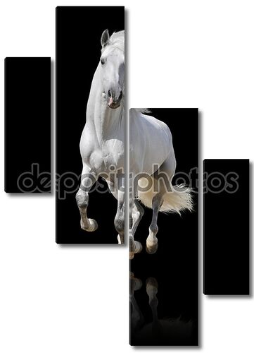 Белая лошадь в галопе