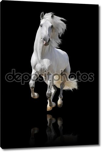 Белая лошадь в галопе