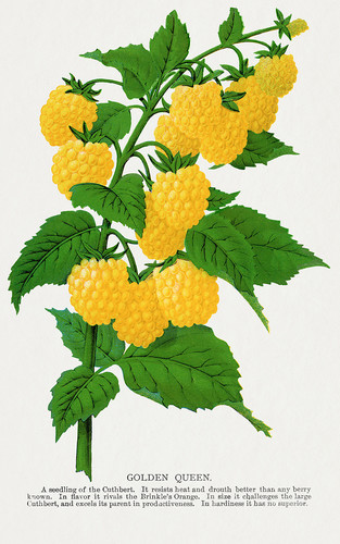 Желтая малина - иллюстрация из Ботанической Энциклопедии