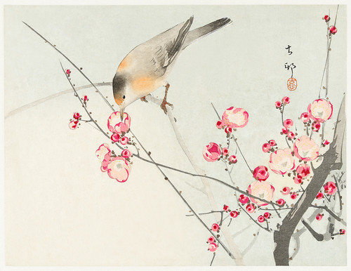 Певчая птица на цветущей ветке