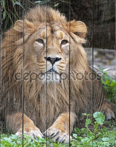 спокойствие азиатского льва, отдыхая в лесной тени. Царь зверей, большой кошкой в мире. наиболее опасные и могучий хищник мира. Дикая красота природы