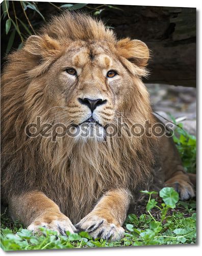 спокойствие азиатского льва, отдыхая в лесной тени. Царь зверей, большой кошкой в мире. наиболее опасные и могучий хищник мира. Дикая красота природы