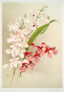 Из коллекции орхидей Райхенбахии IV