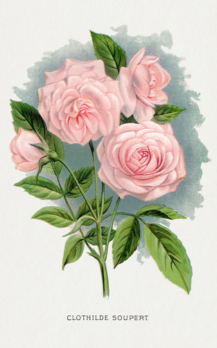 Распустившаяся роза - иллюстрация из Ботанической Энциклопедии