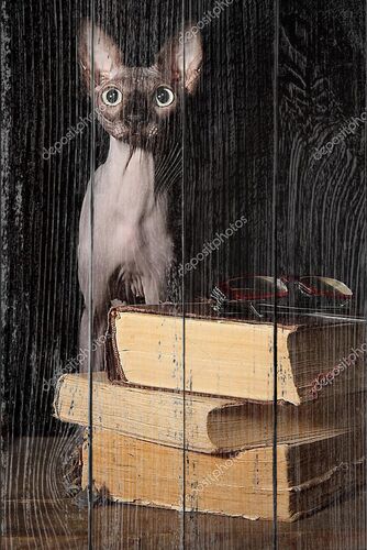 Сфинкс кошка и книги