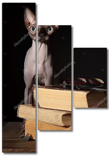 Сфинкс кошка и книги