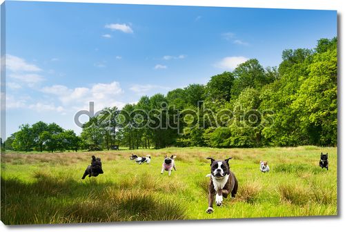 Счастливый собак, шумный в поле