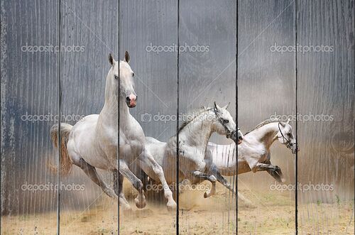 Белые лошади несутся в пыли