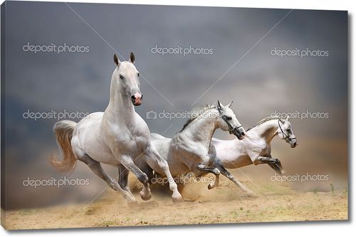 Белые лошади несутся в пыли