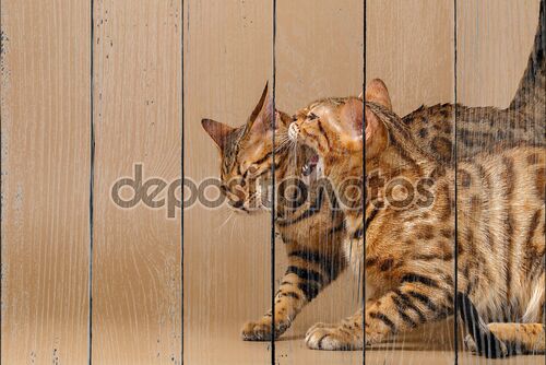 Две кошки бенгальские шипение