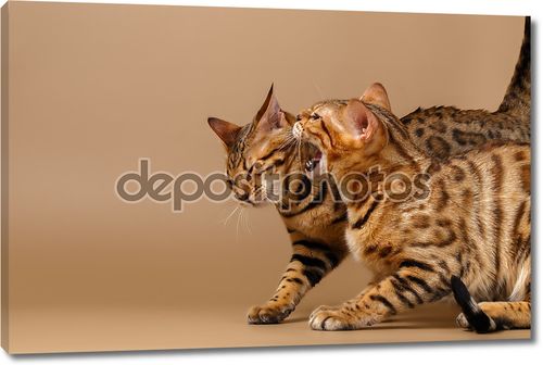 Две кошки бенгальские шипение