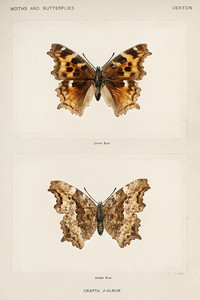 Черепаховый панцирь Комптона из коллекции мотыльков и бабочек Соединенных Штатов Шермана Дентона