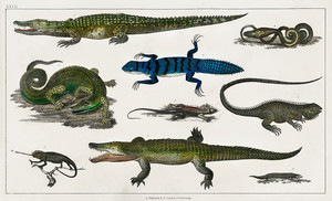 Коллекция различных рептилий из истории земли и живой природы Оливера Голдсмита