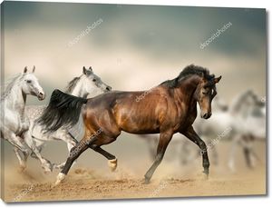 Красивые дикие лошади в пустыне