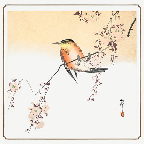 Певчая птица и цветущая вишня