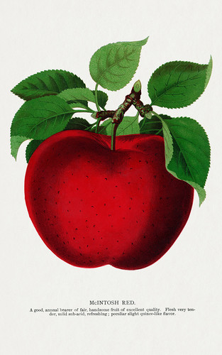 Яблочко - иллюстрация из Ботанической Энциклопедии