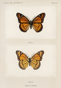 Вице-король из коллекции мотыльков и бабочек Соединенных Штатов Шермана Дентона
