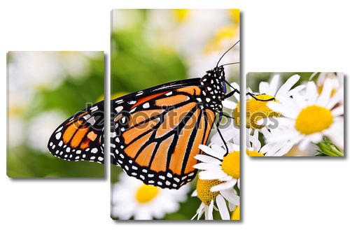 Монарх бабочка на цветке