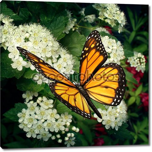 Бабочка монарх на цветы